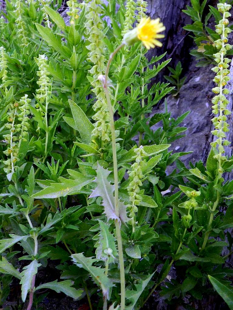 Asteraceae Sonchus sp.